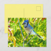 Geai bleu du Nord dans un arbre Nature personnalis