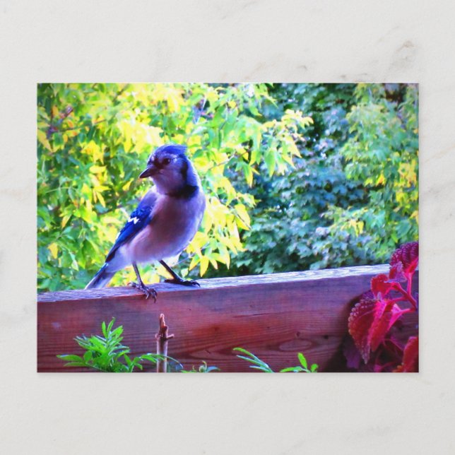 Carte Postale Geai bleu du Nord Oiseaux perchés Canada (Devant)
