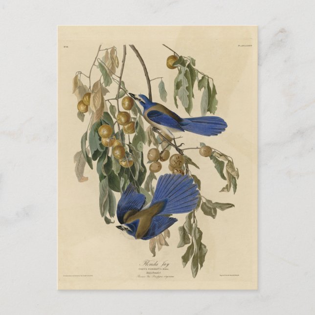Carte Postale Geai de Floride (Geai des broussailles) Audubon's  (Devant)