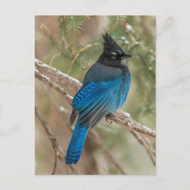 Carte Postale Geai de Steller dans un arbre (Devant)