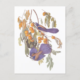 Carte Postale Geai des broussailles de Floride bleu d'Audubon av