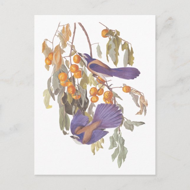 Carte Postale Geai des Florides bleu d'Audubon avec des oranges (Devant)