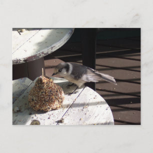 Carte Postale Geai gris et Bell