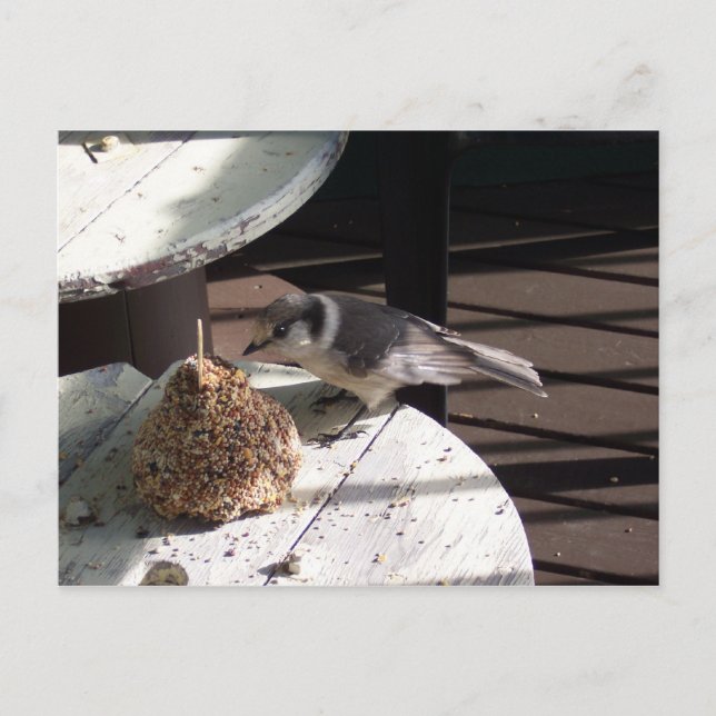 Carte Postale Geai gris et Bell (Devant)
