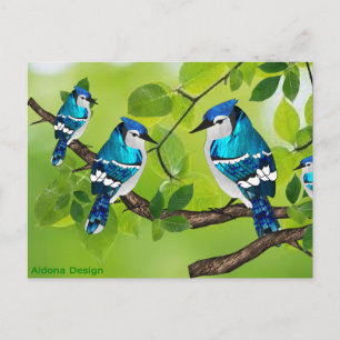 Carte Postale Geais bleus sur une branche