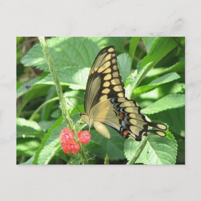 Carte postale Géant Swallowtail (Devant)