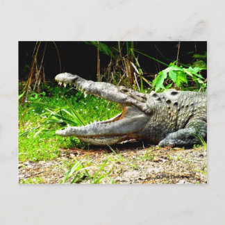 Carte Postale Géateur géant avec sa bouche ouverte