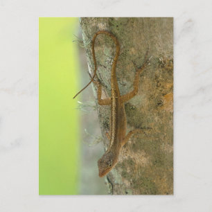 Carte Postale Gecko