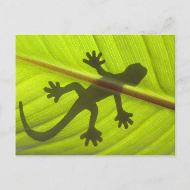 Carte Postale Gecko (Devant)