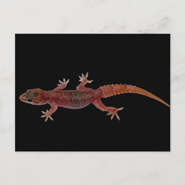 Carte Postale Gecko (Devant)