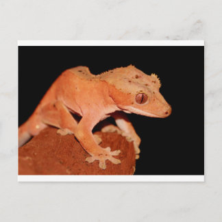 Carte Postale gecko