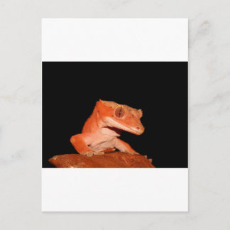 Carte Postale gecko