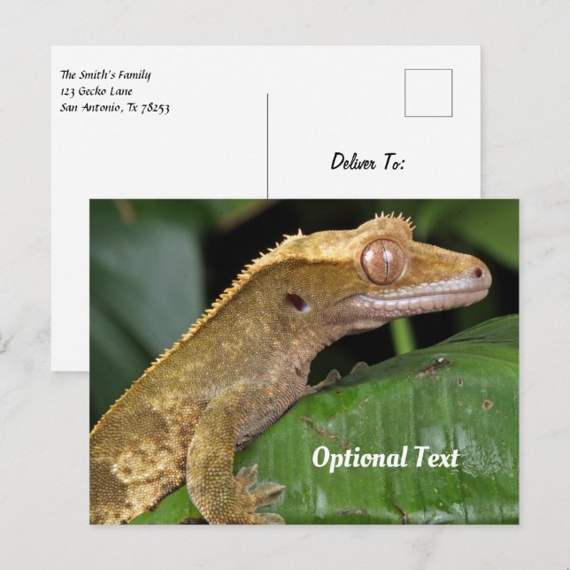 Carte Postale Gecko à la poitrine sur une feuille (Devant / Derrière)