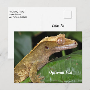 Carte Postale Gecko à la poitrine sur une feuille