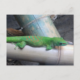Carte postale Gecko de Madagascar Giant Day