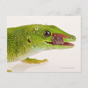 Carte Postale Gecko de Madagascar (Phelsuma madagascariensis)