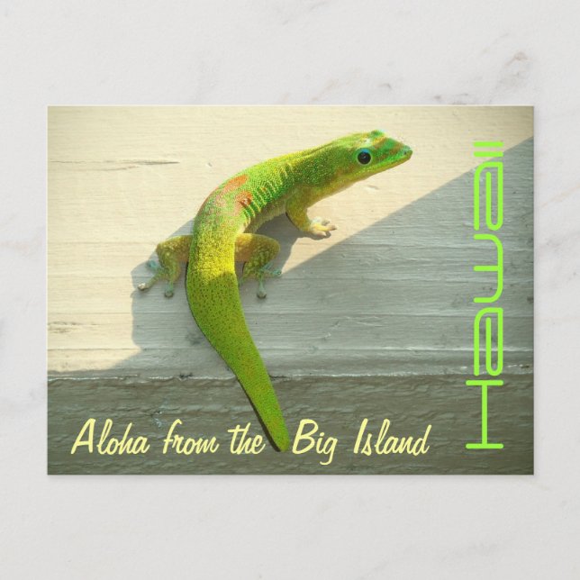 Carte postale gecko hawaïen saluant (Devant)