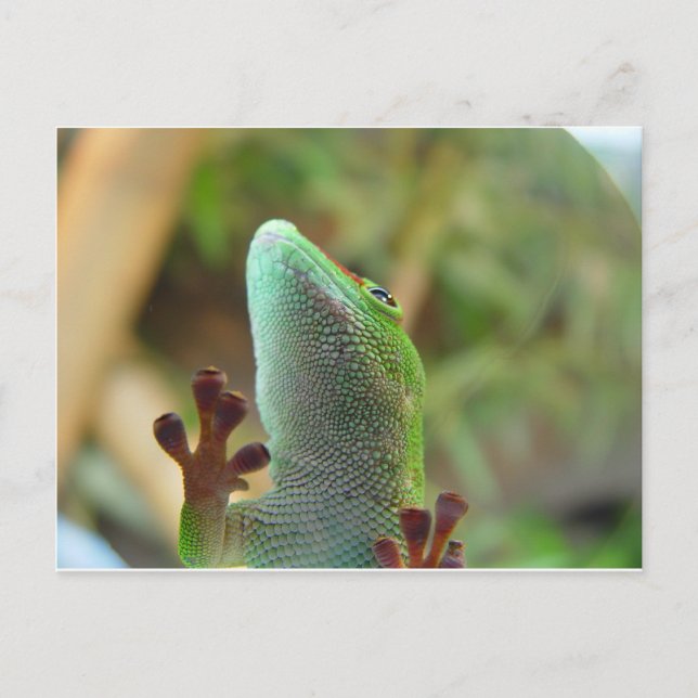 Carte Postale Gecko - pour les amateurs de lézards ! (Devant)