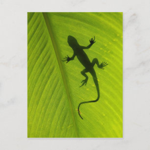 Carte Postale Gecko Silhouette