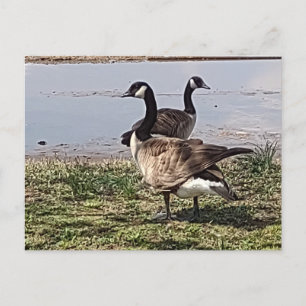 Carte postale GEESE