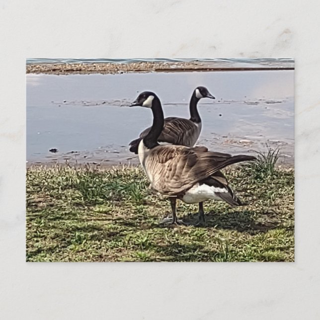 Carte postale GEESE (Devant)