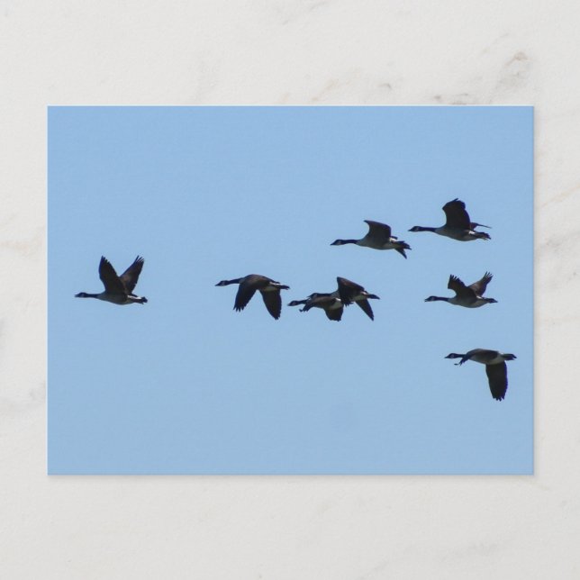 Carte Postale Geese (Devant)