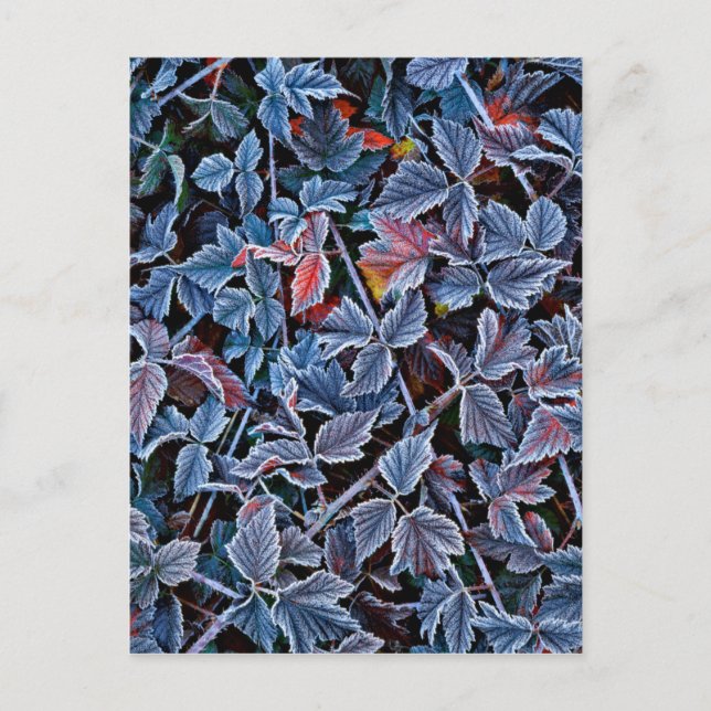 Carte Postale Gelée sur feuilles d'automne, Oregon (Devant)