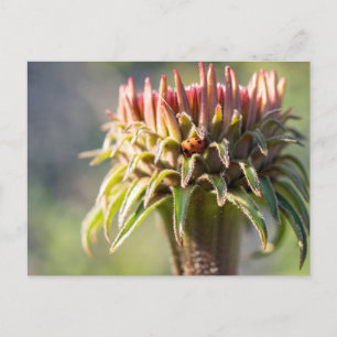 Carte Postale Gemme cachée - Echinacea