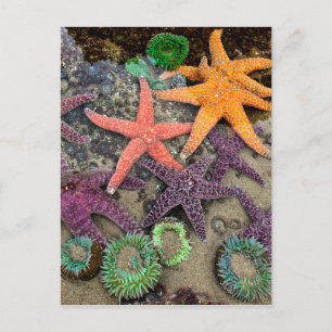 Carte Postale Gemmes de la mer