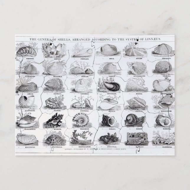 Carte Postale Genera of Shells jigsaw, pub. par W. Edwards (Devant)