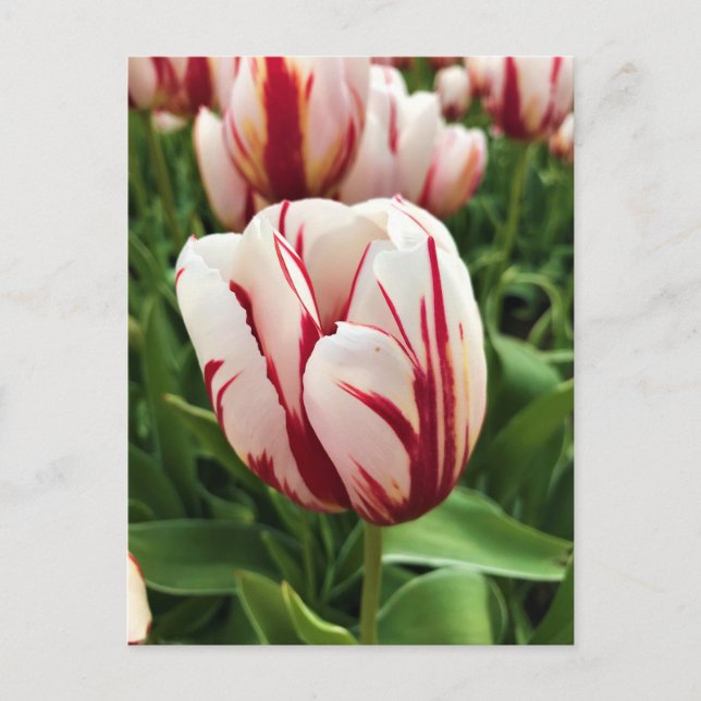 Carte Postale Génération Joyeuse Tulipe, Oregon (Devant)