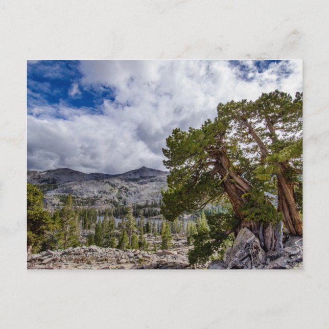 Carte Postale Genévrier de la Sierra et arbres à feuilles persis (Devant)