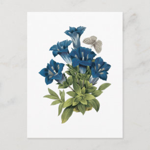 Carte Postale gentian(Gentianae acaulis) par Redouté