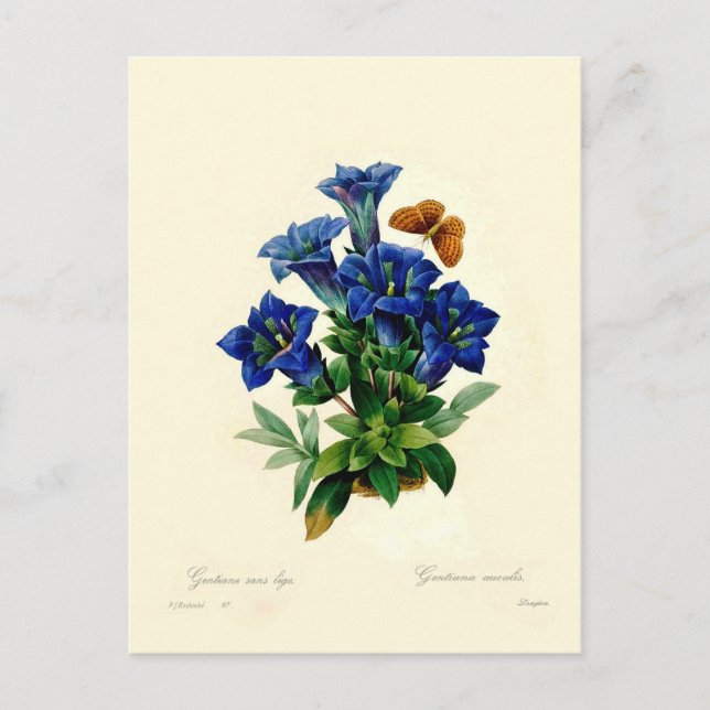 Carte Postale Gentiana aucalis (Devant)