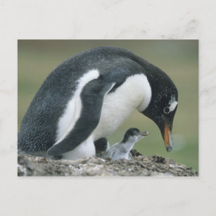 Carte Postale Gentoo Penuin, (Pygoscelis papua), Falkland