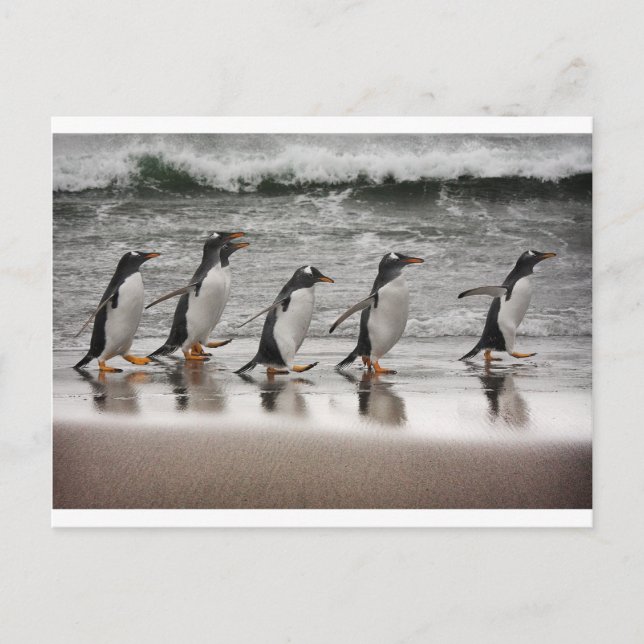 Carte Postale Gentoos on the beach (Devant)