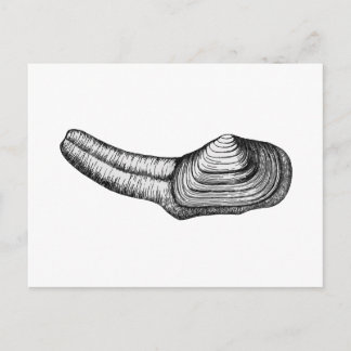 Carte Postale Géoduck Clam (illustration en noir et blanc)