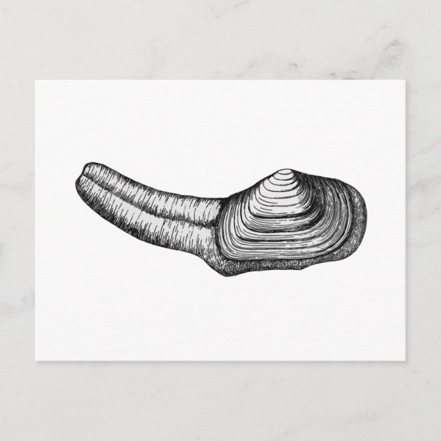 Carte Postale Géoduck Clam (illustration en noir et blanc) (Devant)