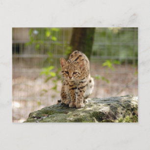 Carte Postale geoffroy-cat-020