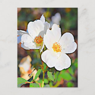 Carte Postale Georgia Cherokee Rose