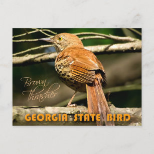 Carte Postale Georgia State Bird - Brown Thrasher