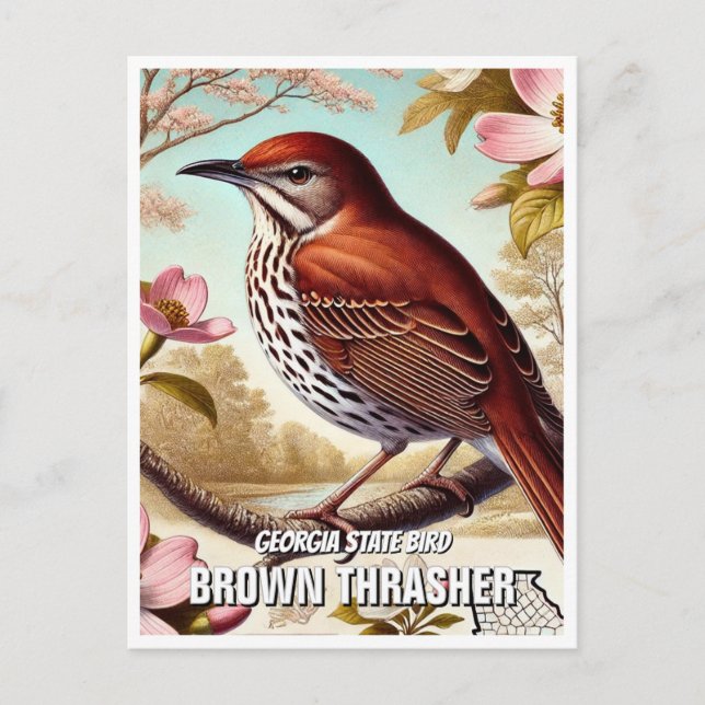 Carte Postale Georgia State Bird Brown Thrasher (Devant)