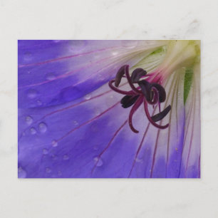 Carte postale Geranium