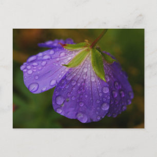 Carte postale Geranium