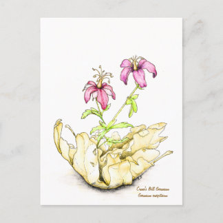 Carte Postale Géranium aquarelle de fleur sauvage