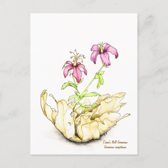 Carte Postale Géranium aquarelle de fleur sauvage (Devant)
