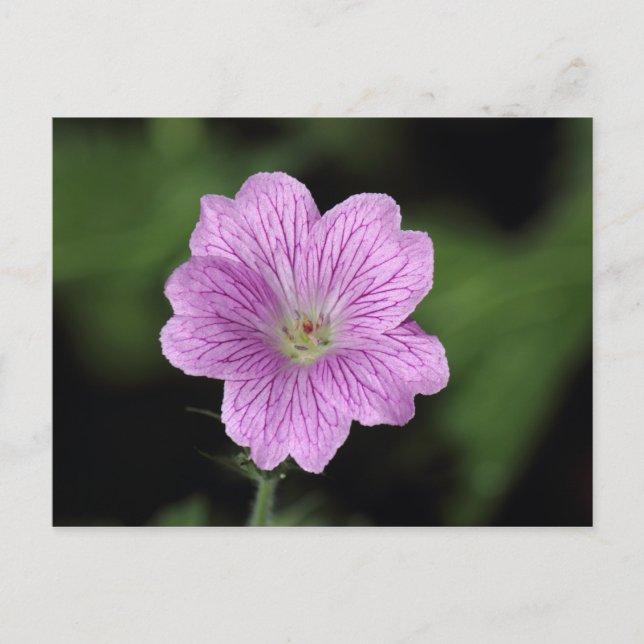 Carte Postale Geranium Endressii (Devant)
