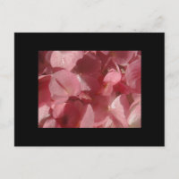 Géranium rose : presque solide Rose clair