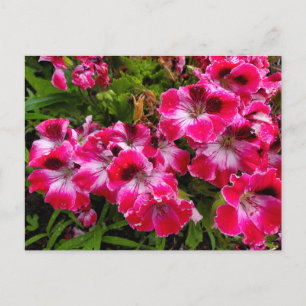Carte Postale Geraniums