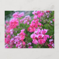 Carte postale Geraniums